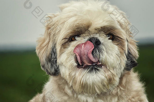 肖像可爱的shitzu宠物狗