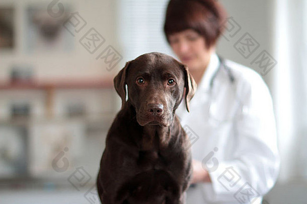 兽医女人中间年龄高加索人检查狗中间高手术宠物