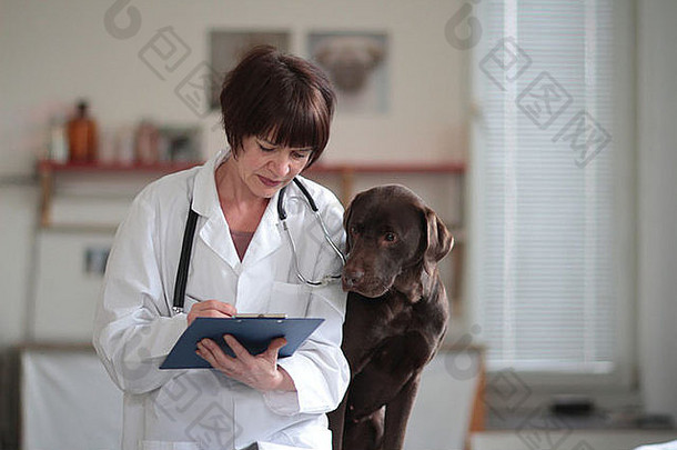 兽医女人中间年龄高加索人检查狗中间高手术宠物