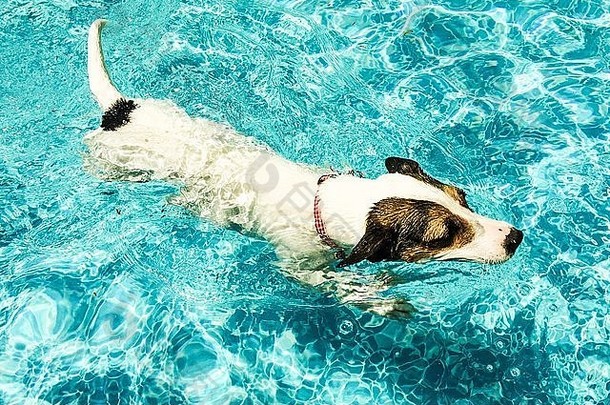 狗游泳水户外游泳池柔和的编辑