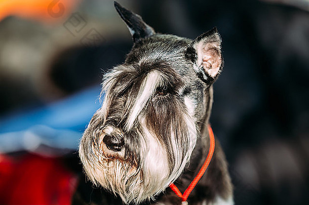 微型雪纳瑞犬狗Zwergschnauzer关闭矮雪纳瑞犬成人黑白自然耳朵长眉毛