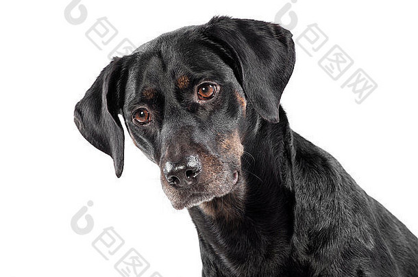 可爱的黑色的狗深思熟虑的表达式盯着左框架
