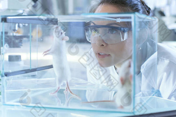 医疗研究科学家们检查实验室老鼠玻璃笼子里作品光实验室