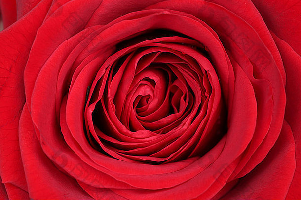 特写镜头开花红色的玫瑰母亲一天情人节一天