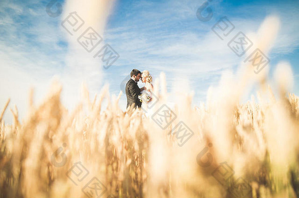 优雅的时尚的快乐金发女郎新娘华丽的新郎摆姿势小麦场背景蓝色的天空