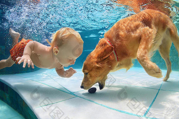 有趣的孩子玩有趣的火车金拉布拉多寻回犬小狗游泳池跳潜水深水下