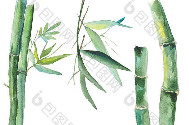水彩竹子插图