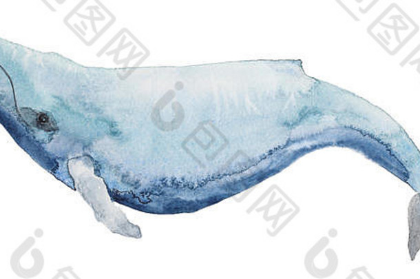 水彩蓝色的鲸鱼
