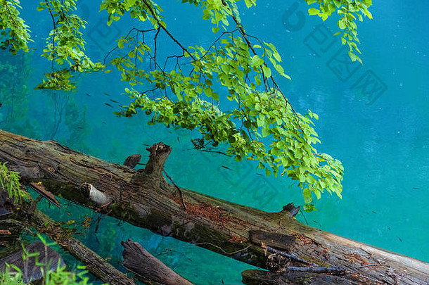 湖泊九寨沟自然风景优美的区域特征美丽的颜色绿色分支机构