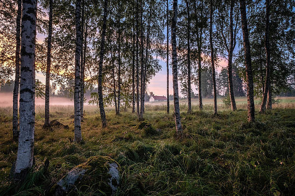 田园景观桦木森林农场房子夏天晚上芬兰