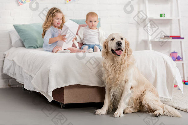可爱的姐妹玩床上金寻回犬坐着床上孩子们房间
