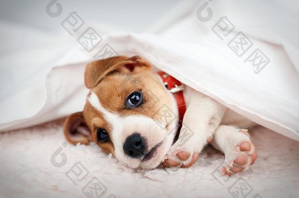 杰克罗素梗小狗睡觉白色床上动物摄影