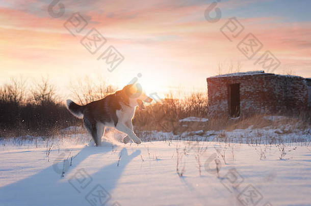 西伯利亚沙哑的狗玩冬天场快乐小狗毛茸茸的雪动物摄影