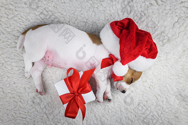 杰克罗素小狗红色的弓礼物盒子铺设白色床上圣诞节概念