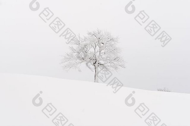 令人惊异的景观孤独的雪树冬天场简约场景多云的多雾的天气