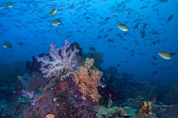 海景图像色彩斑斓的珊瑚礁远程原始的心珊瑚三角形国王ampat印尼
