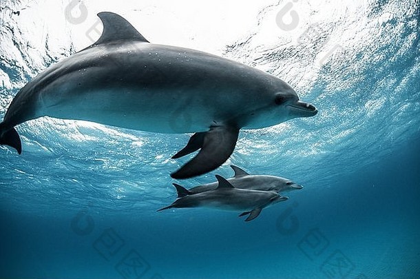 大西洋发现了海豚斯特内拉额的<strong>游泳</strong>水下特写镜头巴哈马群岛
