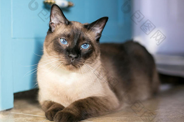 纯种暹罗猫密封点标记蓝色的眼睛