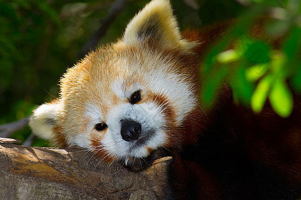 物种濒临灭绝的红色的熊猫休息树森林
