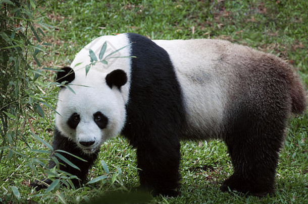 肖像不错的熊猫熊走夏天环境
