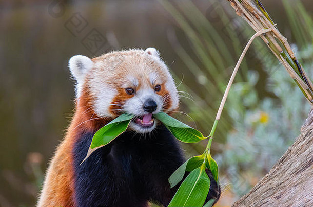 红色的熊猫ailurus富尔根吃叶子
