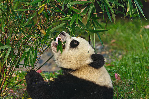 熊猫熊吃竹子成都巨大的熊猫繁殖中心四川中国