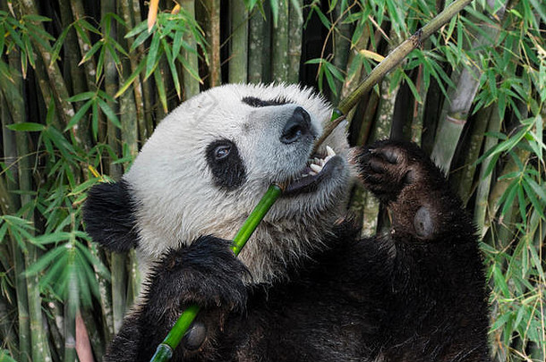 年轻的两年巨大的熊猫ailuropodamelanoleuca幼崽吃竹子茎森林