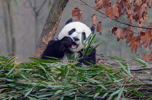 巨大的熊猫成都四川省中国