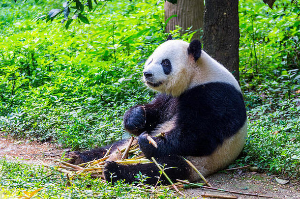 巨大的熊猫熊ailuropodamelanoleuca坐着吃新鲜的竹子