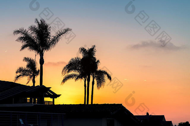 轮廓棕榈树日落热带岛
