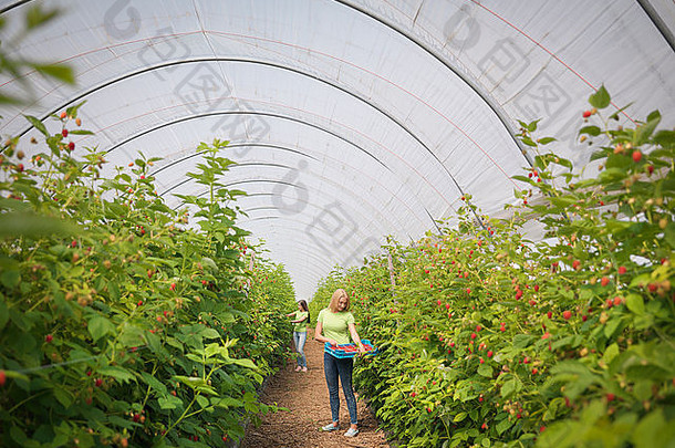 工人挑选树莓水果农场