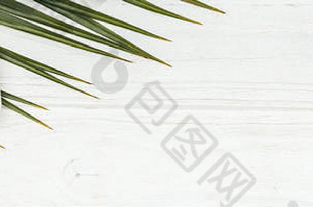前视图椰子美产品瓶绿色棕榈叶白色木表面复制空间全景拍摄