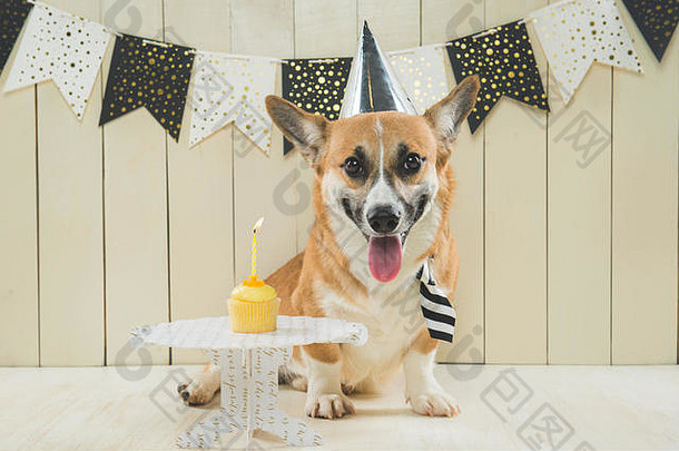 可爱的彭布罗克威尔士矮脚狗穿生日他节日蛋糕