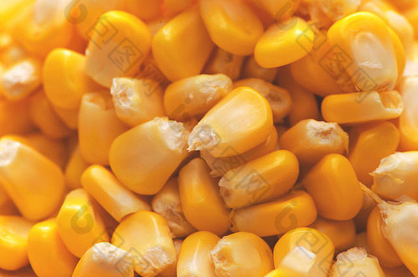 特写镜头新鲜的甜蜜的黄色的玉米种子