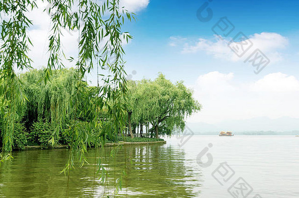 柳树中国杭州西湖