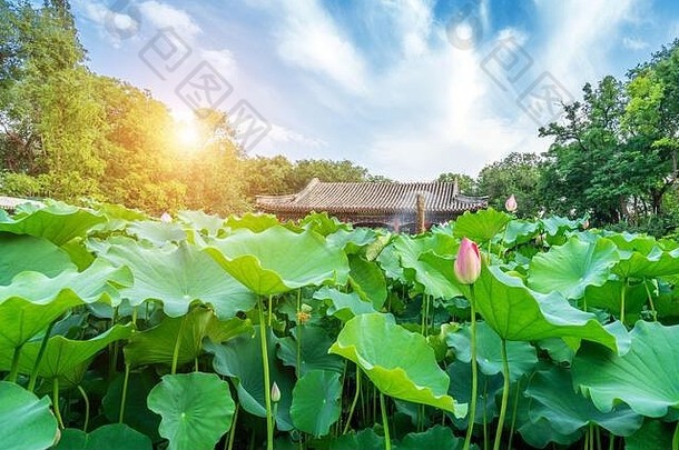 传统的花园莲花池塘皇家宫清王朝北京中国