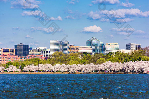 华盛顿美国春天季节潮汐盆地罗斯林业务区天际线背景