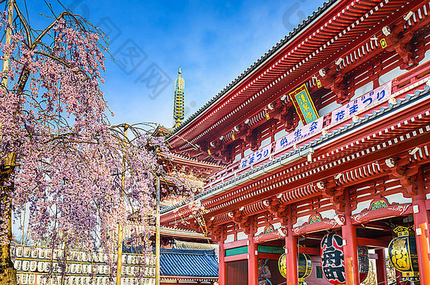 senso-ji寺庙浅草东京日本春天樱花季节