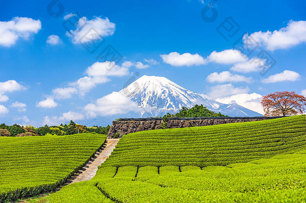 富士日本富士茶字段