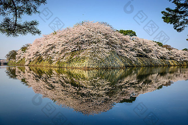 城堡出护城河春天季节彦根城日本