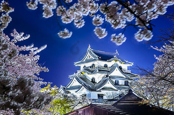 彦根城城堡春天季节彦根城日本