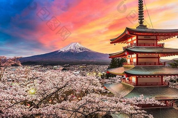 Fujiyoshida日本Chureito宝塔富士春天樱桃花朵