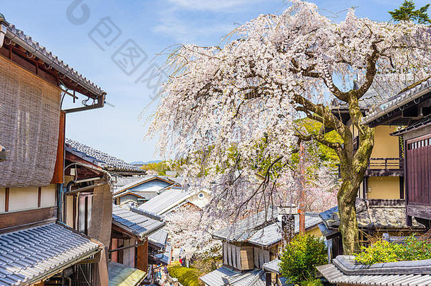 《京都议定书》日本这个区樱桃花朵春天