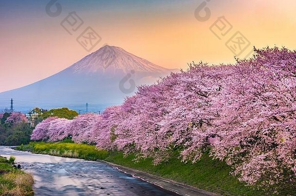 富士日本春天景观河樱桃花朵
