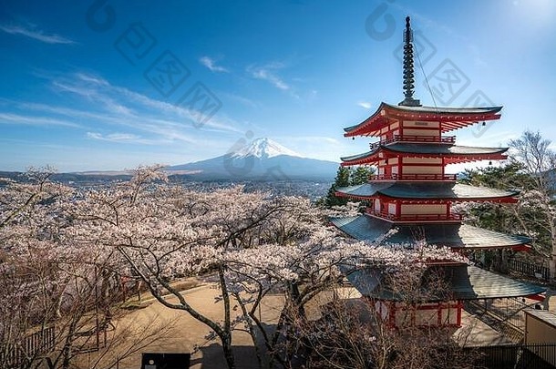 Fujiyoshida日本Chureito宝塔富士春天樱桃花朵完整的布鲁姆日出日本景观自然旅行