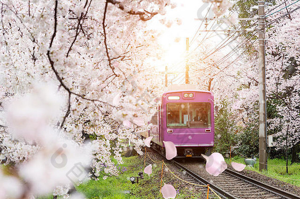 视图《京都议定书》当地的火车旅行铁路跟踪繁荣的樱桃花朵铁路《京都议定书》日本