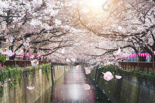 樱桃开花排目黑运河东京日本春天4月东京日本