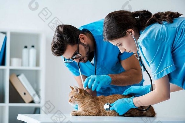年轻的兽医检查红色的猫听诊器
