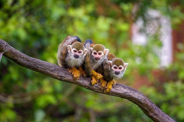 常见的松鼠猴子坐着树分支