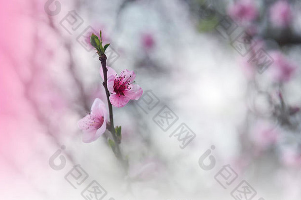 艺术摘要春天花背景设计春天边境背景粉红色的开花美丽的宏拍摄魔法花打印壁纸